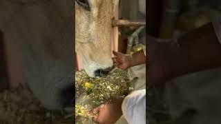 Feeding animals such an amazing feeling. #shorts #animals #pets #petslover #iskcon  #mayapur