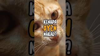 Kenapa kucing Oyen nakal?? #kucingoyen