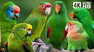 MOST AMAZING GREEN PARROTS  COLORFUL BIRDS  RELAXING SOUNDS  STUNNING NATURE  STRESS RELIEF