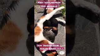 Kedi Dostlarımız