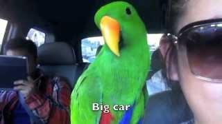 Happy the Eclectus - talking in the car I wasnt the driver 