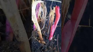  PEONY FLOWER  ПИОН ЦВЕТОК КОРЕНЬ САЖЕНЕЦ ️ Seedlings