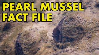 Pearl Mussel Fact File British Wildlife Facts