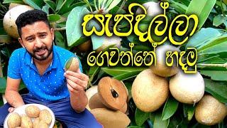 සැපදිල්ලා බඳුනක හිටවන්න - sapodilla in sinhala  unabawitha palathuru wagawa ශක්තිය වඩවන සැපදිල්ලා