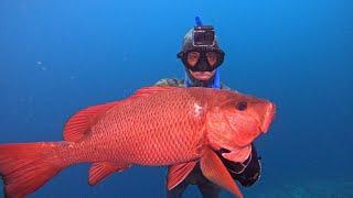 Hunt and kill shoot red snepper or manggrove jack  Spearfishing Indonesia