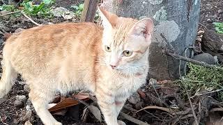 Kucing Kucing Oren Berburu