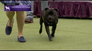 Staffordshire Bull Terriers  Breed Judging 2023