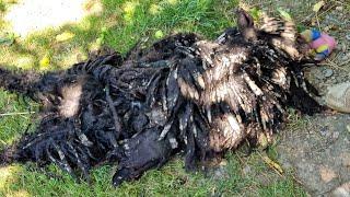 TONS OF MUD In Hair- The Hardest Groom Ever