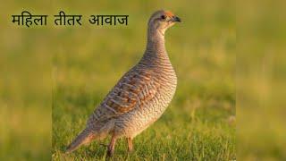 महिला तीतर आवाज . female teetar ke awaz . boli . Partridge voice . Francolin sounds #teetar #voice