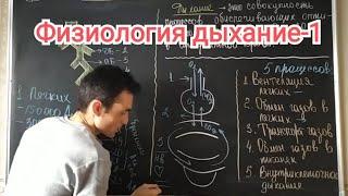 Физиология дыхание. Общая характеристика. Physiology of respiration. general characteristics