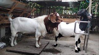 Big boer goat crosses with big black head goat in village farm