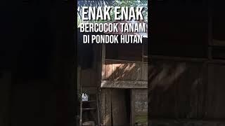 Enak enak  bercocok tanam di pondok hutan - #shorts