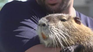 Pet nutria wanted by Louisiana Dept. of Wildlife and Fisheries