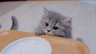 It was so cute to see a greedy kitten get in the way when I tried to clean up the dishes...