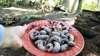 HARVESTING COCONUT WORM WOOD GRUB  UWANG