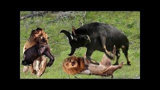 Lion vs Buffalo - Top moments Buffalo fight back the KING LION to save baby  ND Channel