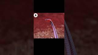 Deadliest Snake Cobra  #tamilamazingfacts #shorts #tamilfacts  #amazingfacts #facts #snakevideo