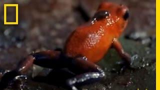 Strawberry Poison Dart Frog  National Geographic