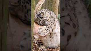 Happy Birthday to our amazing mum Laila Our gorgeous snow leopard is turning 14 years old  