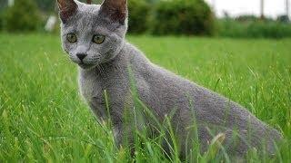 Animal Planet   Cats 101  Russian Blue