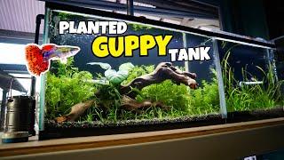 Building a PLANTED GUPPY AQUARIUM Planted Guppy Tank for Beginners