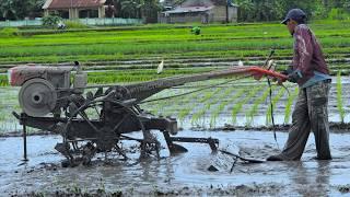 Leveling The Surface Of The Rice Field Using Diesel Hand Tractors