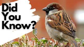 Things you need to know about HOUSE SPARROWS