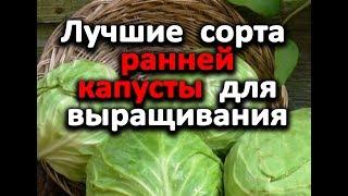 Самая ранняя и cтpeccoycтoйчивaя капуста. Обзор семян капусты для рассады