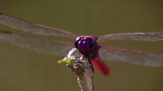 How Do Dragonflies See the World?  Animal Super Senses  BBC Earth