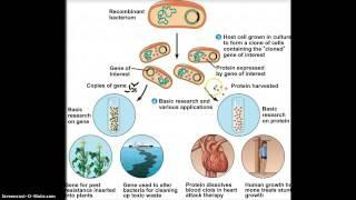 transgenic bacteria 2