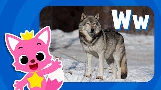 Letter W Wolf  Learn Alphabets  Learn English Alphabet for Kids  Learn with Pinkfong