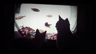 Cute Rescue kittens watch cat TV-best kitty babysitter