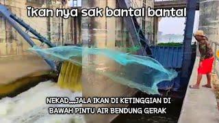 NEKAD JALA IKAN DI BAWAH PINTU AIR DAPAT IKAN BESAR BESAR