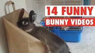 14 Funny Bunny Videos  Awesome Bunnies Compilation