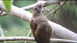 Olive-winged Bulbul