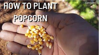 HOW TO PLANT POPCORN