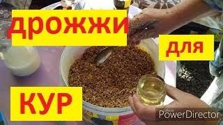 Куры не несутся ? Дрожжевание Корма для кур  Период линьки у кур Дрожжи для кур несушек