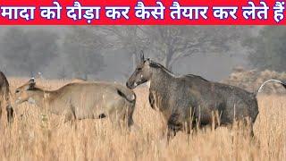 Mada Nilgai Ko Dauda Dauda Kr Taiyar Kaise karte hai nar ? #techearth