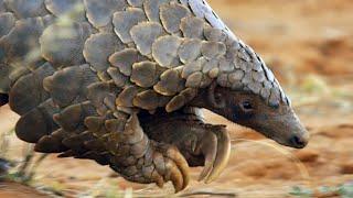 Pangolins and Aardvarks Search for Termites  4K UHD  Seven Worlds One Planet  BBC Earth