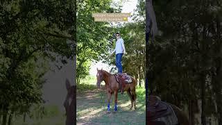 I Fell Off My Horse Bull Whip Fail #fails #horsefails #horse