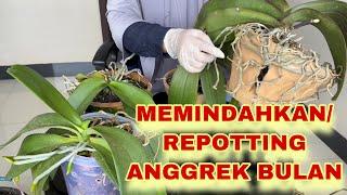 CARA MEMINDAHKAN ANGGREK BULAN YANG BENAR - How to Repotting Orchid