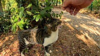 Scared cat learning to trust a human for the first time ever