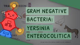 Gram Negative Bacteria Yersinia enterocolitica