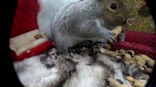 Fur The Record Fur house*grey squirrel & Chipmunk