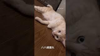 猫の恩返し　　　　　#アルビノ#ねこ動画看板猫#健康#美容#癒し動画 #個性的#まったり#楽しい 保護猫 #可愛い#笑える#愛#catcute #楽しい#日常#ねこ#健康#ダイエット#食べる