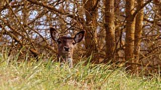 CACCIA FOTOGRAFICA IN APPENNINO