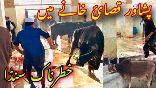 Peshawar Slaughter House Visit Big Buffalo Ring Road Mandi Peshawar Latest Updates 2023