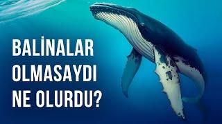 Dünyada Hiç Balina Olmasaydı Ne Olurdu?