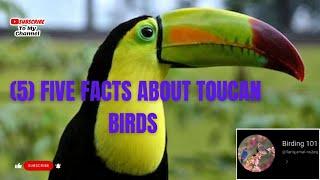 #5 #five  #facts  #about  #toucan  #birds