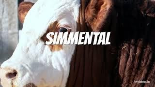 Simmental cattle breed  The gentle giants